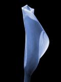 Calla in Blue by Robert Thornton