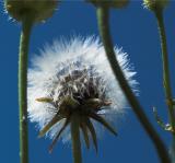 Crown Of Seeds By Eva