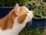 Savouring the Scents of the Great Outdoors