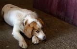 Rosie