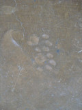 animal (likely cat) prints in the floor