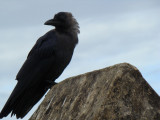 crow