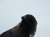 crow