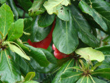 shiny leaves