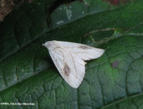 Spotted grass moth (Rivula propinqualis), #8404