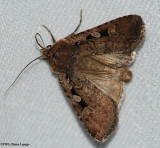 Noctuidae species