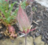 Prairie smoke (Geum triflorum)