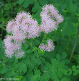 Meadow rue (Thalictrum sp.)