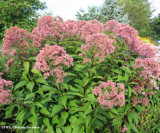 Joe-pye weed (Eupatorium maculatum)