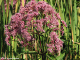 Joe-pye weed (Eupatorium maculatum)