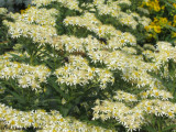 Aster, flat-topped (Aster umbellatus)