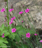 Deptford pinks (Dianthus armeria)