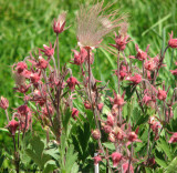 Prairie smoke (Geum triflorum)