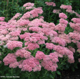 Sedum (Sedum spectabile?)