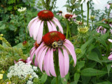 Purple coneflower (Echinacea purpurea)