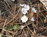 Hepatica, sharp-lobed (Hepatica acutiloba)