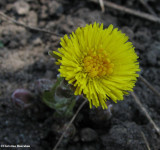 Coltsfoot (Tussilago farfara)