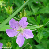 Geranium, Cranesbill (Geranium sp.)