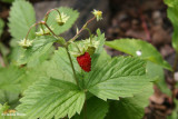 Wild strawberry (Fragaria virginiana)
