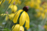 Gray-headed coneflower (Ratibida pinnata)