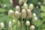 Anemone (Anemone riparia) seedheads