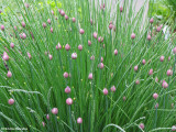 Ornamental chives (Allium sp.)