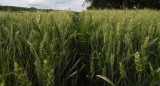Wheat