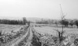 Fields, trees, snow