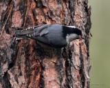 White-Breasted Nuthatch Gifford Burn