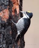Male Black-backed woodpecker Gifford Campground