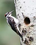 hairy woodpecker
