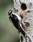 hairy woodpecker