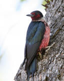 Lewis's Woodpecker Ft. Simcoe