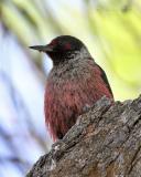 Lewis's Woodpecker Ft. Simcoe