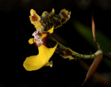 Oncidium bracteatum