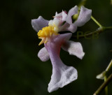 Oncidium ornithorhynchum, close