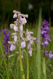 Anacamptis morio, multicolor