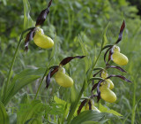 Cypripedium calceolus