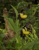 Cypripedium calceolus two flowers