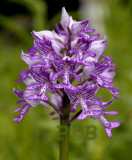 Orchis militaris, Nederland