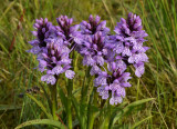 Dactylorhiza podesta