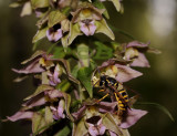 Wesp bestuift wespenorchis