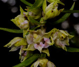 Epipactis helleborine, two lips