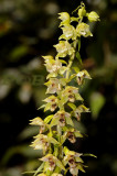 Geelgroene wespenorchis, E. muelleri