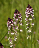Neotinea ustulata ssp. aestivalis, laat bloeiende ondersoort juni-juli