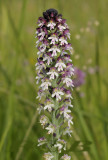 Neotinea ustulata ssp. aestivalis, bloeit in juli en is doorgaans groter als ssp. ustulata