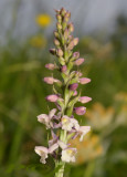 welriekende mug, Gymnadenia odoratissima, heeft korte sporen