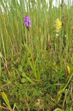Dactylorhiza sphagnicola syn. D. incarnata ssp. sphagnicola