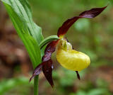 Cypripedium calceolus, europese vrouwenschoen