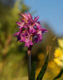 Hybride Incarnata x Praetermissa